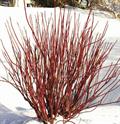 red willow ، redstem dogwood ، redtwig dogwood ، red-rood ، American dogwood ، creek dogwood ، weste